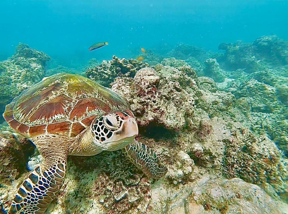La Concepcion Cove Garden Resort Moalboal Bagian luar foto